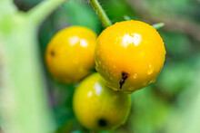 Macro Closeup Of Heirloom Variety Of Group Of Yellow Ripe Tomatoes Cluster Group Hanging Growing On Plant Vine In Garden With Water Dew Drops