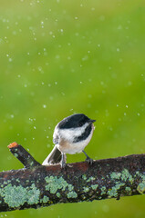 Wall Mural - Black-capped Chickadee in an early fall rain on lichen covered branch