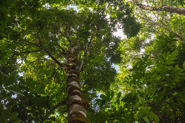 Paisagem da natureza com mata tropical fechada 