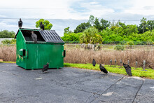 Many Black Vultures In Naples, Florida Rummiging Through Trash Dumpster Bin That Was Left Open By Store Shopping Center