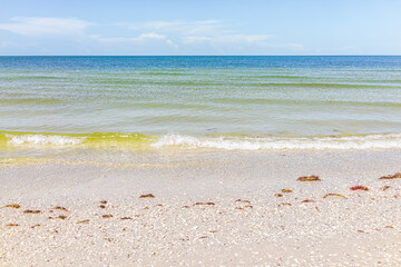 Wall Mural - Tigertail Beach green water shore with seaweed on sunny summer day landscape with nobody in Marco Island near Naples Florida in Coller County