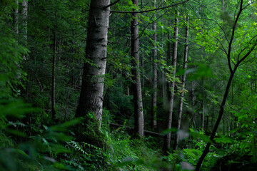 evergreen moody atmospheric forest landscape photography of north europe scandinavian region with oa