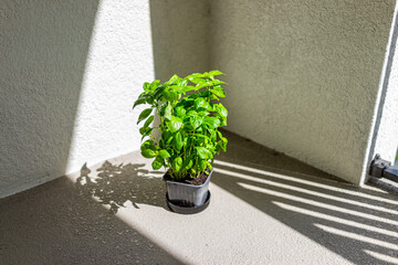 Potted herb green sweet basil herbal plant in garden pot growing food spice at home on balcony in sunlight with stucco walls in Florida