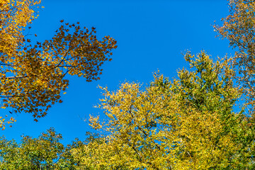 Wall Mural - low angle looking up view of trees branches with fall yellow green orange foliage leaves leaf color isolated against blue sky in West Virginia