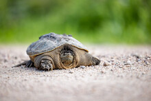 A Snapping Turtle Crossing A Gravel Road In Central Nebraska