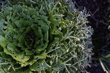 A Closeup Shot Of A Green Leafy Plant Similar To Cabbage