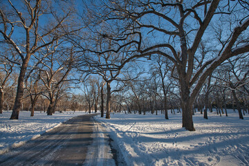 Wall Mural - Snow at White Rock Lake, Dallas, Texas.