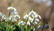 © Сергей ЧЕРНЯВСКИЙ - Snowdrops