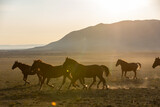 Fototapeta Konie - Wild Horses
