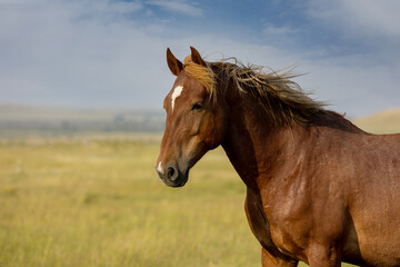 Wall Mural - Wild Horses