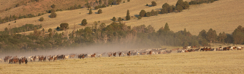 Wall Mural - Wild Horses