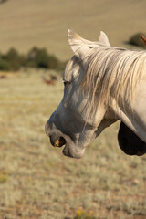 Wall Mural - Wild Horses