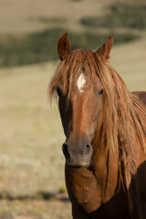 Wall Mural - Wild Horses