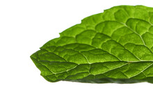 Macro Shot Of Broccoli Leaf Texture