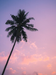 Isolated tall coconut palm tree against colorful sunset sky background of tropical island. Koh Mak Island, Trat, Thailand. Minimal summer vibe.