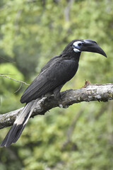 Poster - Vertical shot of an Anthracocero perched on a tree