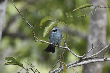 Sticker - Closeup shot of a Blue-and-white flycatcher perched on a tree