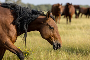 Wall Mural - Wild Horse Sanctuary 