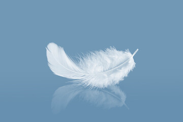 white fluffly feathers with reflection. swan feather on a blue background