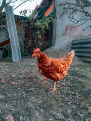 Wall Mural - A closeup of a chicken walking outside