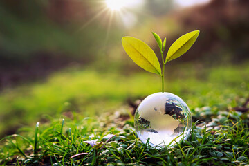 glass globe ball with tree growing and green nature blur background. eco earth day concept