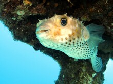 Red Sea Puffer Fish