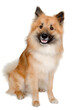 Leinwandbild Motiv Happy Eurasier dog
