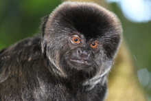 Closeup Of A Black Goeldi's Marmoset Or Monkey (Callimico Goeldii) Looking In The Camera