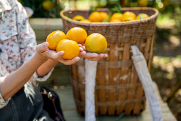 Woman 's hand holding orange mandarins  in her hands in orange garden.