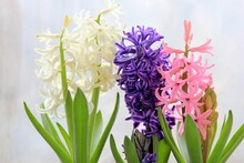 Colorful Hyacinths In Spring