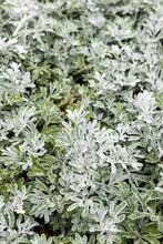 Cultivar Beach Wormwood (Artemisia Stelleriana 'Silver Brocade') In The Summer Garden