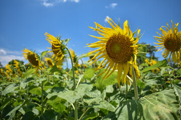 Sticker - Beautiful view of the blossomed yellow sunflowers in the field