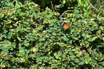 Sticker - Beautiful view of a colorful butterfly on the green plants