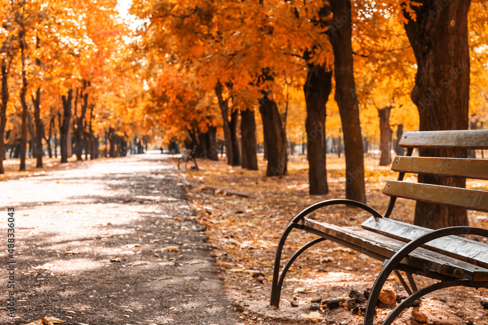 View of beautiful autumn park on sunny day