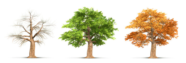 Wall Mural - three seasons of summer, autumn, winter in a tree isolated on white background