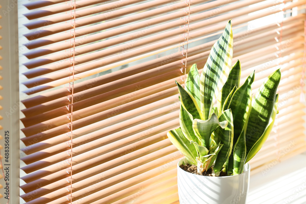 Pot with beautiful houseplant on windowsill