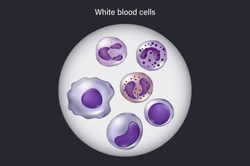 Wall Mural - White blood cells under a microscope. Neutrophil, Eosinophil, Basophil, Monocyte, lymphocyte and Macrophage.