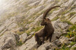 Brown Siberian ibex with long, sharp horns on the rocky hill