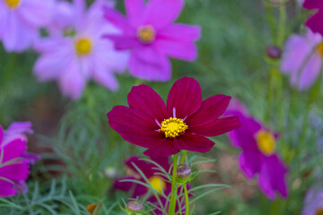 fresh beauty mix red purple cosmos flower yellow pollen blooming in natural botany garden park