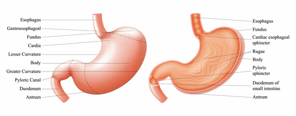 Anatomy of the human stomach and his shell structure with description of the corresponding internal parts. Sagittal section. Anatomical vector illustration isolated over white background. Realistic