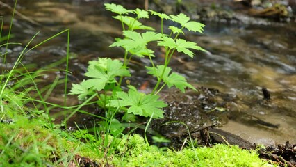 Wall Mural - Mountain river in the green forest