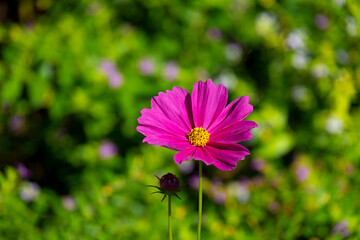 Wall Mural - fresh beauty single pink and purple cosmos flower blooming in natural botany garden park