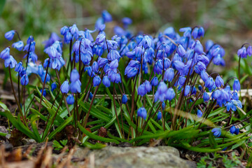 Wall Mural - Blue spring scilla sibirica in the garden. Bulbous blooms in spring