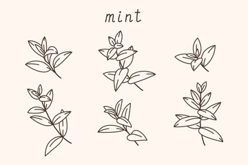 Branch of mint. Contour vector illustration.