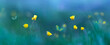 Yellow wild flowers and butterflies. Spring summer background. Banner format.