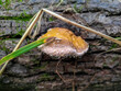 Guttation on a red-belted conk (Fomitopsis pinicola)