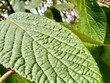 green leaf natural texture background 