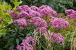 Eupatorium cannabinum, Commonly known as hemp-agrimony, or holy rope