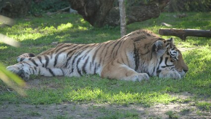 tiger in nature wildlife slow motion 4k