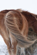 Windblown tail of an Icelandic pony in winter